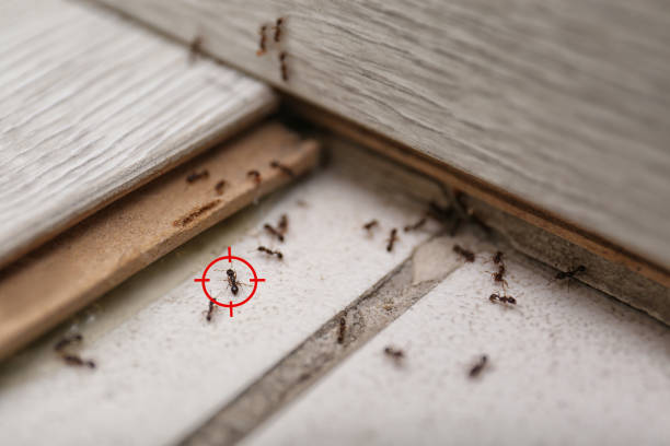 Best Termite Control Services  in Fairfield Glade, TN