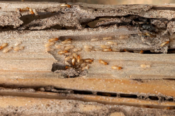 Fairfield Glade, TN Pest Control Company